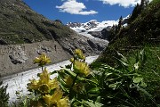 40 Genziana maggiore (Gentiana lutea)